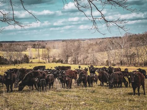 Image result for Field Beef Processing