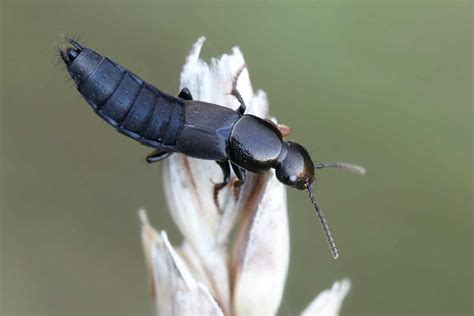 Bombardier Beetle Animal Facts - Brachinus - A-Z Animals