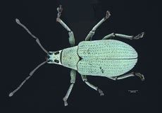 Weevils