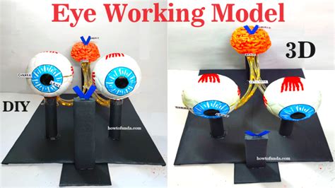 Image result for Science Eye Projects Tutorial
