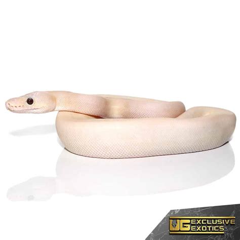 Image result for Champagne Ball Python