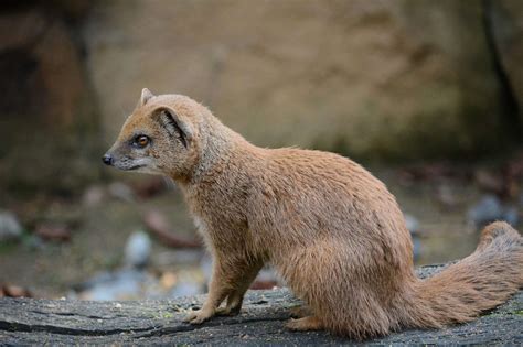The Mongoose Disaster: Hawaii’s Greatest Invasive Animal Mistake ...