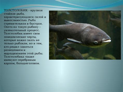 Презентация: рыбы речные и озерные