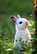 Image result for Cute Black and White Bunnies