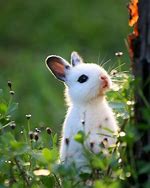 Image result for Black White Cutest Baby Bunny