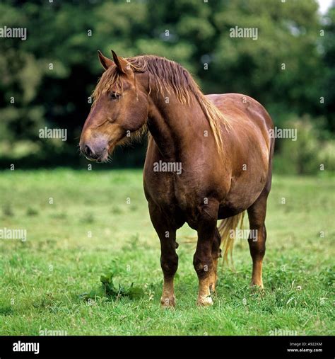 Suffolk punch horses hi-res stock photography and images - Alamy