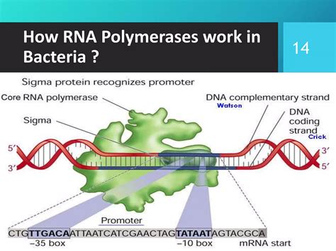 dna-and-rna-polymerases-160213130043 (1).pdf