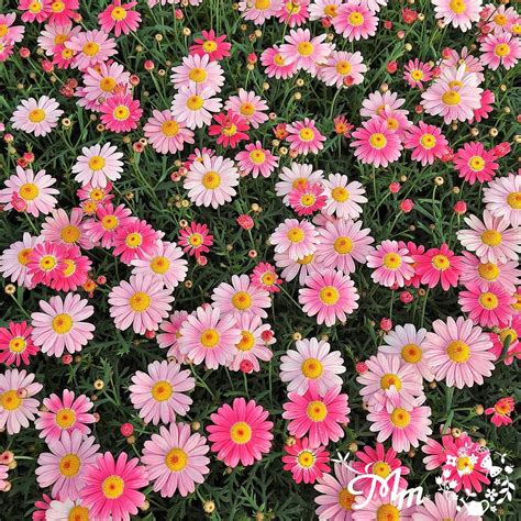 PW Skills DSA in Java 的图像结果