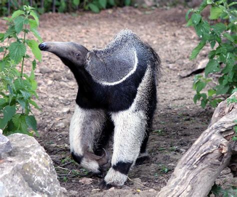 Where Do Anteaters Live?