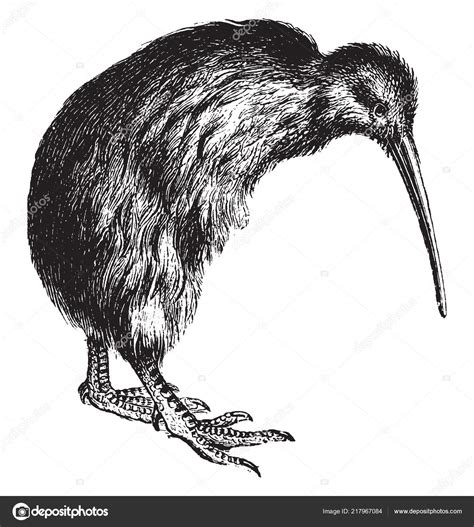 Kiwi Native New Zealand Closely Related Ostrich Much Smaller Vintage ...