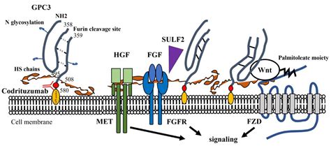 Glypican 3-Targeted Therapy in Hepatocellular Carcinoma