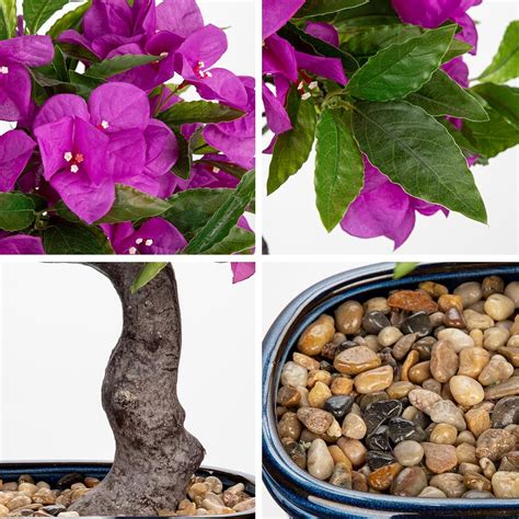 Briful Artificial Bougainvillea Bonsai Tree 18.5 India | Ubuy
