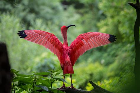 Free Images : nature, wing, plant, leaf, flower, wildlife, red, beak ...