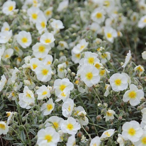 Buy rock rose Helianthemum 'The Bride': Delivery by Waitrose Garden