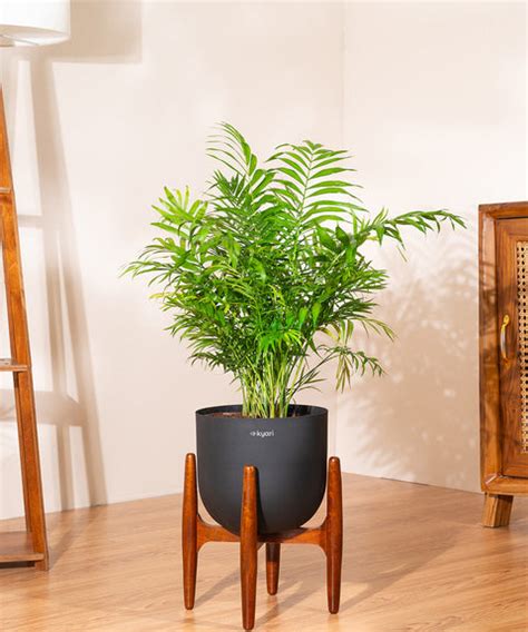 Chamaedorea palm with Extra Large Self Watering Pot – shop.kyari