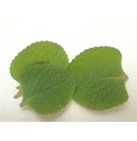 Doddapatra (Will be packed in plastic pouch)