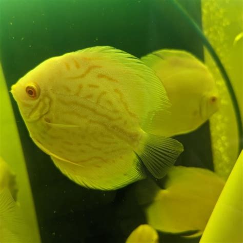 Image result for Discus Albinos