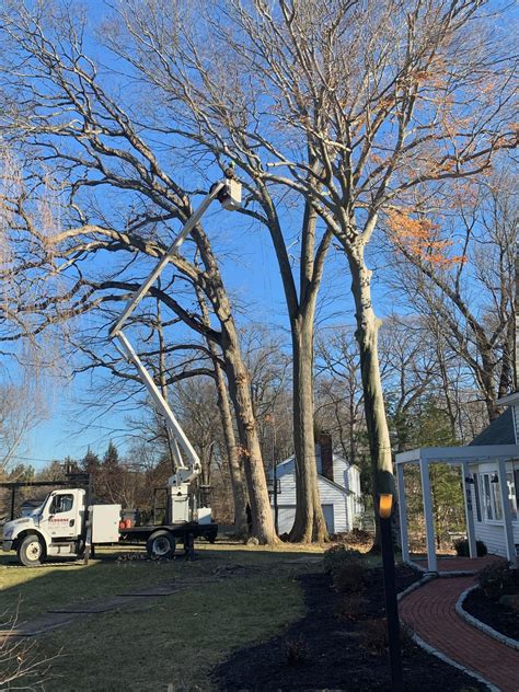 Tree Pruning Near Me 的图像结果