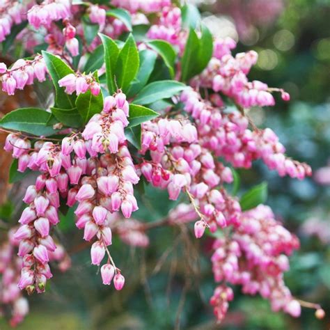 Spring Blooming Shrubs With Pink Flowers