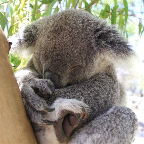 WALKABOUT WILDLIFE SANCTUARY - All You Need to Know BEFORE You Go 2026 ...