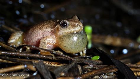 Image result for Spring Peeper Sound
