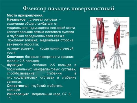 МФЦ Рук аконец-то! - презентация онлайн