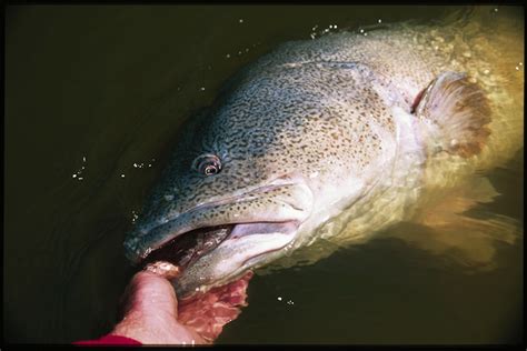 Image result for Catching Murray Cod On Lures Land-Based