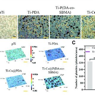 Image result for 20X Microscope Scale Bar