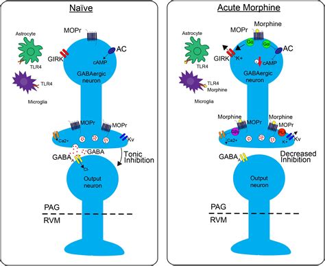 Tl 177 Pill Identifier With Pictures Percocet