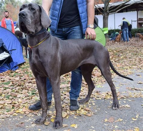 Do Great Danes Get Separation Anxiety