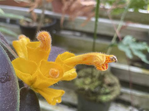 Browse A | Hortus Botanicus Leiden, Netherlands