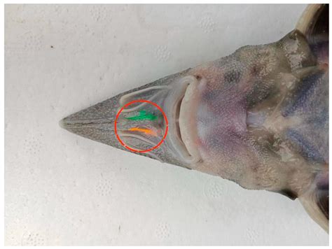 Dynamic Impacts of Stock Enhancement on Kaluga Sturgeon (Huso dauricus ...