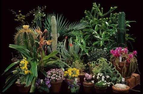 First Botany 的图像结果