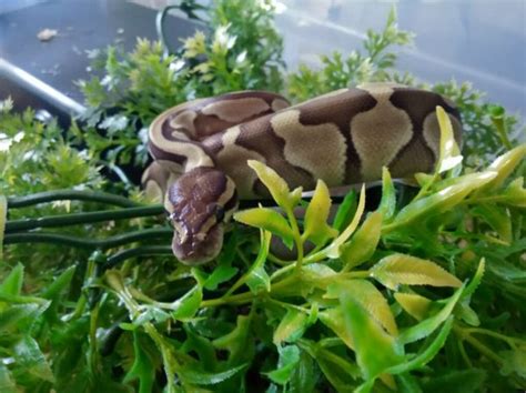 Image result for Aggressive Royal Python