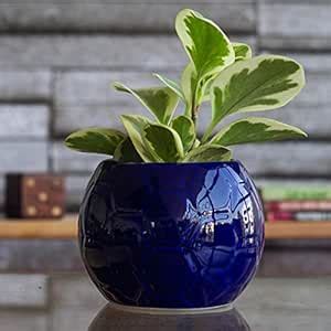 UGAOO Football Ceramic Pot (Blue) : Amazon.in: Garden & Outdoors