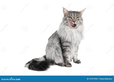 Grey maine coon cat stock photo. Image of feline, tabby - 12791944