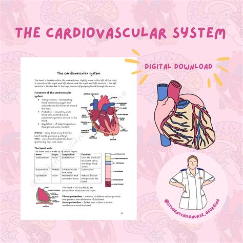 Image result for Cardiovascular System and Function Notes