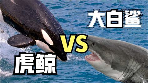 虎鲸vs大白鲨，谁才是真正的海洋霸主？全方位对比后，战局一边倒_腾讯视频