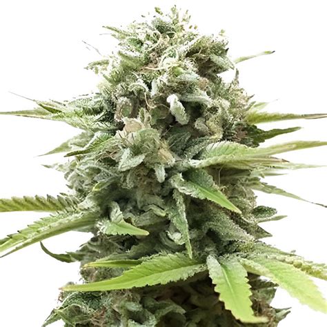 Buy Fire OG Feminized Seeds by Bergman Genetics in America - Stellar Seeds