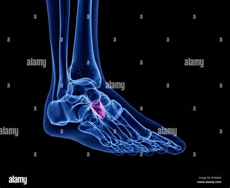 3d rendered medically accurate illustration of the lateral cuneiform bone Stock Photo - Alamy