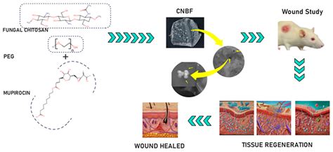 Fabrication of Mupirocin-Loaded PEGylated Chitosan Nanoparticulate ...