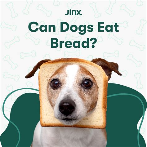 Puppy and Dog Vaccine Schedule for Every Stage of Life – Jinx