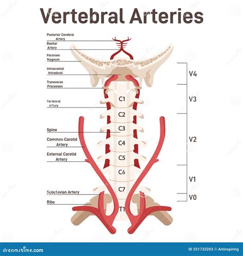 Head And Neck Circulatory System. Anatomical Diagram Of Vertebral Arteries. Royalty-Free Cartoon ...