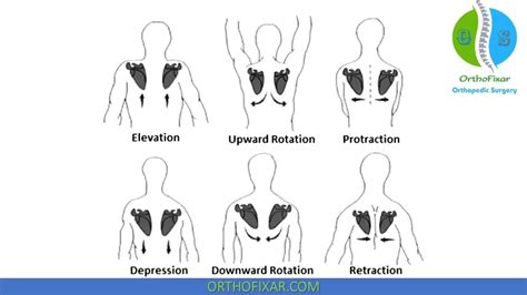 Image result for Scapular Dysfunction Exercises