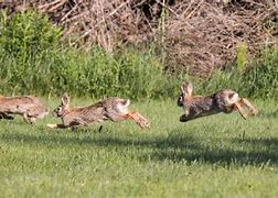 Image result for Cottontail Rabbit Diet