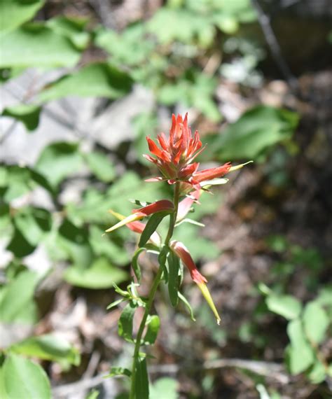 Wyoming State Flower Adopted February 1917 – Sheridan Media