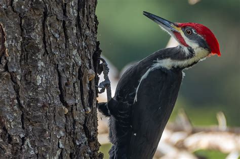 Our largest woodpecker is the Pileated Woodpecker, as photographed by ...
