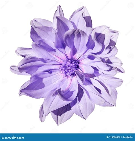 Light Purple Flower Images