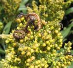 TNAU Agritech Portal :: Crop Protection