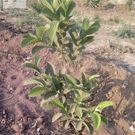 Accops Brings Green Gifts to Diwali: A Tree Plantation Initiative in ...